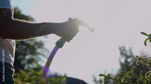 Man hand holding hose watering green pine tree in garden on sunny day. Male outdoor spraying water on green plant. Close up. Gardener with sprinkler at work. Slow motion concept