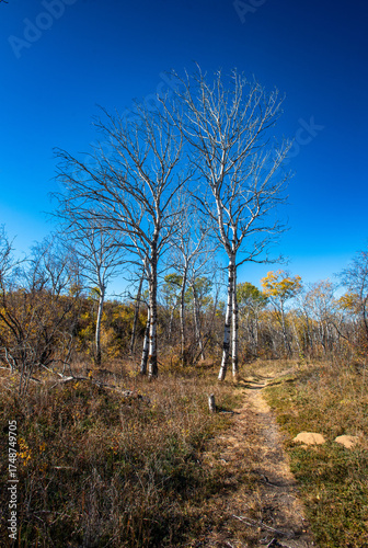 Douglas Provincial Park Sand Dune in Autumn