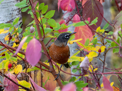 American robin perched in tree