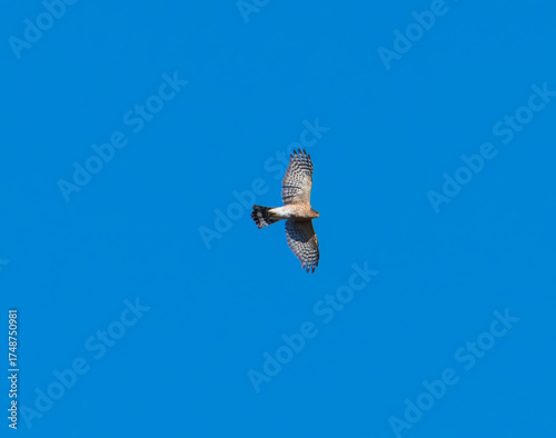 Hawk in flight with blue sky