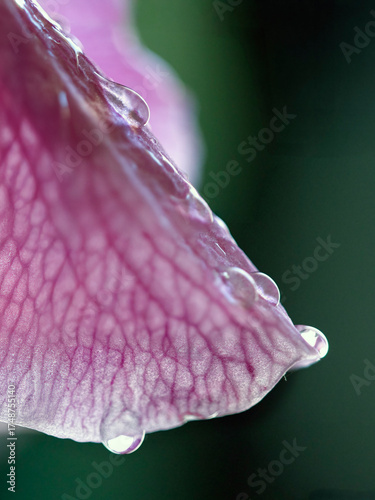 Pink flower petal with rain drops