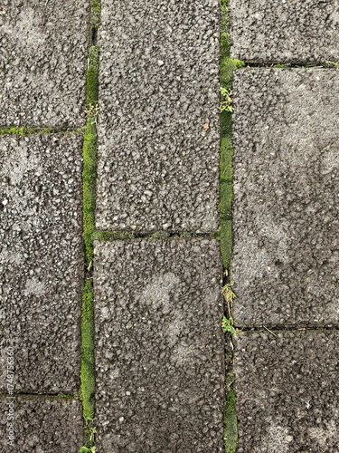 Moss growing between pavement tiles