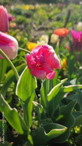 Beautiful varietal blooming tulip close up. Growing blossoming flower with white pink petals on background of blurred multicolored flowering flowers on sunny spring day. Natural background Vertical