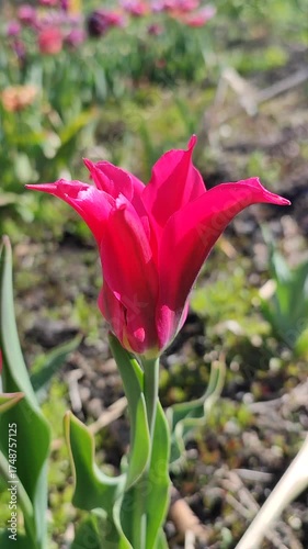 Beautiful tulip. Growing blooming red pink tulip flower on green leaves background. Varietal tulip flower close-up. Multicolored flowering flower, sunny spring day. Nature Natural background Vertical