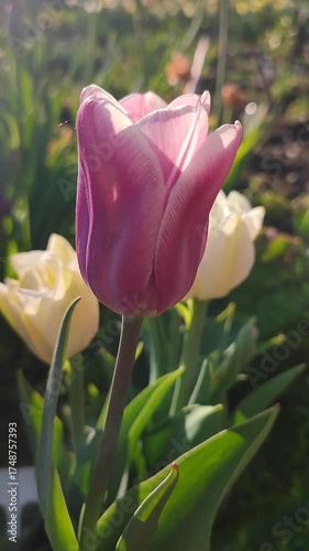 Beautiful varietal blooming tulip close up. Growing blossoming tulip flower with purple petals on background of blurred multicolored flowering flowers on sunny spring day. Natural background Vertical