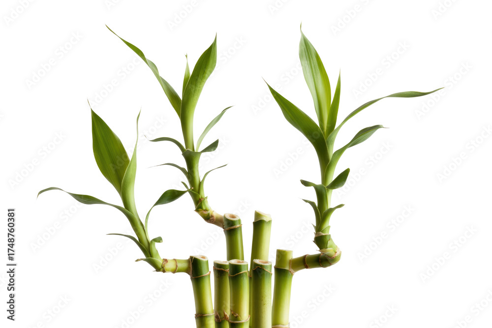 Fototapeta premium Three vibrant green lucky bamboo stalks with lush leaves against a solid transparent background. background removed