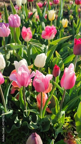 Many blooming colorful tulips flowers on sunny spring day. Varietal blooming tulips. Blooming white pink red flowers, green leaves. Growing blossoming flowers. Nature. Natural background Vertical