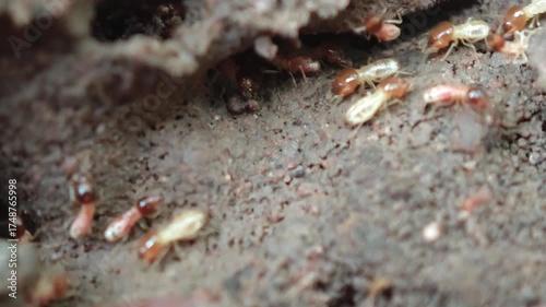 termite nest hole.termite colony in a hole in the ground