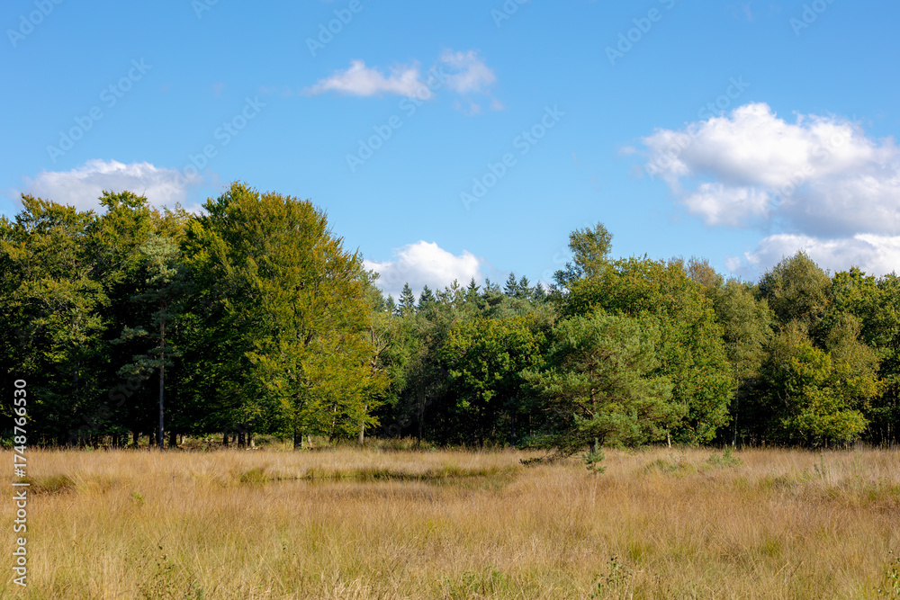 Obraz premium Autumn landscape, Pine forest and grass field under blue sky, Conifer tree or shrub in the genus Pinus of the family Pinaceae, Pinus is the sole genus in subfamily Pinaceae, Nature greenery background