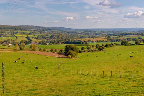 Autumn landscape, Terrain hilly countryside of Zuid-Limburg, Galloway cattle breed nibbling fresh grass on the green meadow, Epen is a village in the southern of Dutch province of Limburg, Netherlands