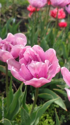 Tulip. Beautiful blooming tulip flower. Blooming tulip flower with purple petal in inflorescence on sunny spring morning. Blooming of blossoming violet tulip growing ground Natural background Vertical