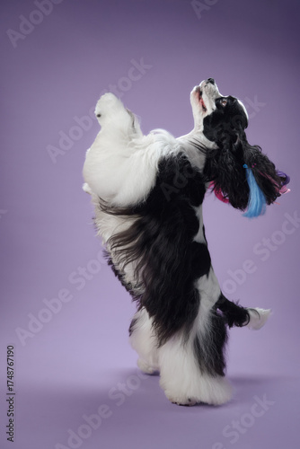 Fotografía An American Cocker Spaniel standing on its hind legs, holding a toy in its mouth, set against a purple background