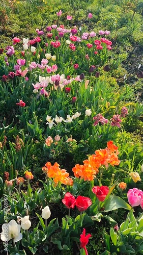 Many blooming colorful tulips flowers on sunny spring day. Varietal blooming tulip. Blooming white pink red orange flowers, green leaves. Growing blossoming flowers. Nature Natural background Vertical