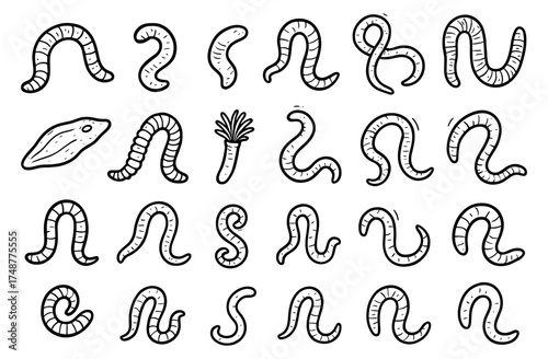 Collection of hand drawn worm and leech sketches in various poses