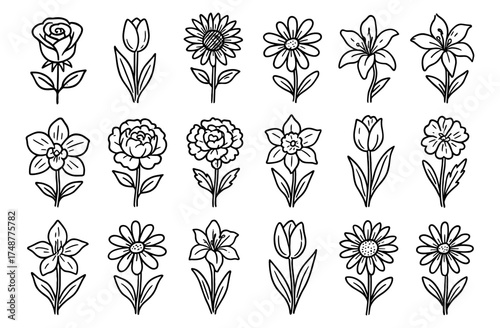 Collection of hand drawn floral outlines featuring diverse blooms