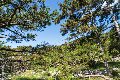 Baška, Croatia - April 20, 2025: Mountain hiking trail in the mountains among the forest.