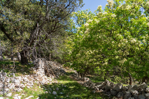 Baška, Croatia - April 20, 2025: Mountain hiking trail in the mountains among the forest.