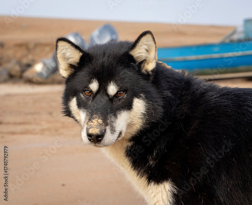 Sled dog in Nunavut