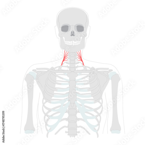 Middle scalene - Lateral cervical muscle illustrated in anatomy chart, raises the first rib and assists neck lateral flexion, important for respiratory function education