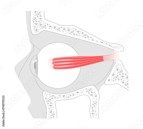 Medial rectus - Human eye muscle depicted in labeled anatomy chart, controls inward movement of the eyeball, critical in eye coordination and vision function education.