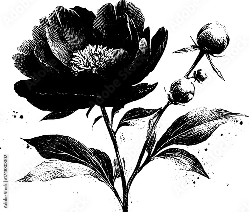 Black and white stencil illustration of blooming peony flower for vintage design
