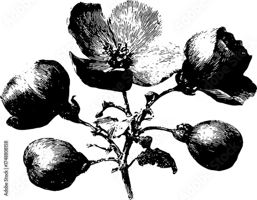 Black and white botanical stencil illustration of blossoming floral specimen for artistic design