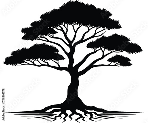 silhouette of a mature bonsai tree