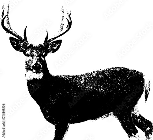 Black and white stencil of deer with majestic antlers for rustic design