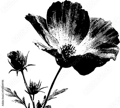 Black and white urban floral silhouette art - faded flower design for decoration