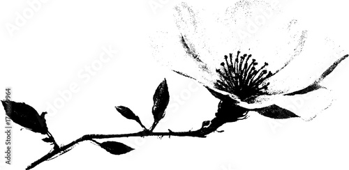 Black and white stencil flower illustration with botanical design for art projects