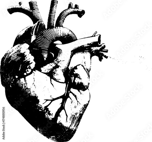 Intricate black and white stencil illustration of human heart anatomy