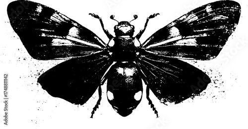 Black and white ladybird stencil illustration with vintage grunge texture for art design
