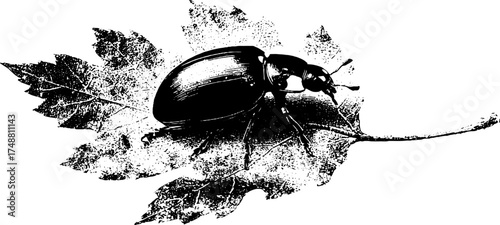 Black and white silhouette of ladybird on leaf for nature-inspired design