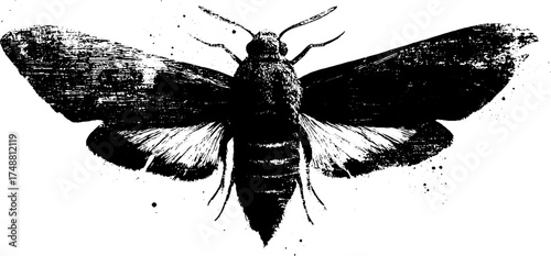 Intricate black and white moth stencil illustration with textured wings for artistic design