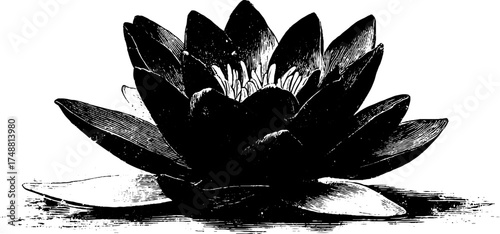 Sacred lotus flower in black and white stencil art for design projects