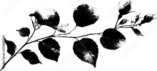 Black and white stencil of spiral stem with leaves and buds for artistic design