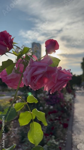 Slow orbit shot of pink roses in the bright sun