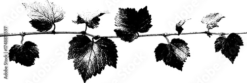 Black and white vine stencil with screw-like texture for artistic design