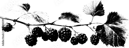 Black and white vine stencil for artistic design projects