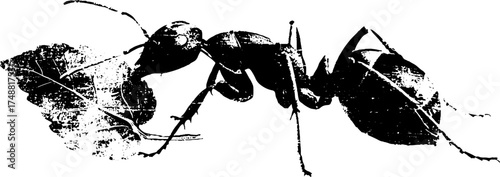 Black and white stencil of an ant carrying a leaf - nature and strength concept for urban design