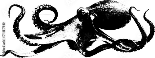 Intricate octopus stencil art with curly tentacles - black and white design for creative projects