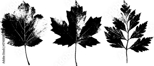 Black and white leaf silhouette stencil for nature-inspired design