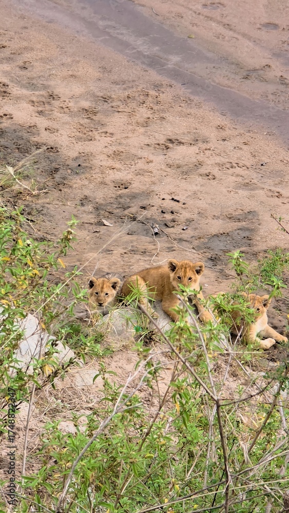 Obraz premium Three lion cubs resting in African safari wilderness