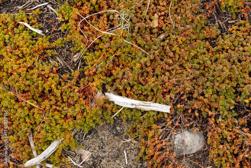 driftwood on the tundra