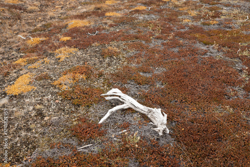 driftwood on the tundra