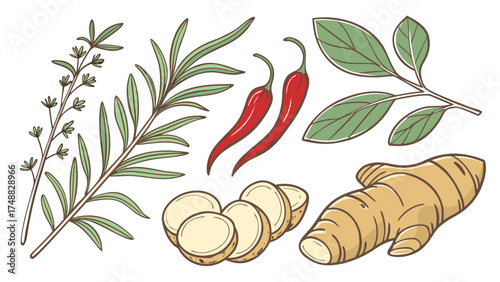 Fresh Ingredients Collection Ginger Chili Rosemary and Basil Leaves herbs