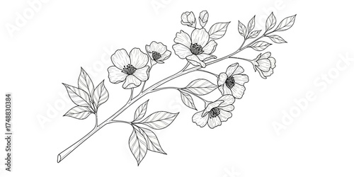 Delicate hand-drawn floral illustration featuring blossoms and leaves on a white background
