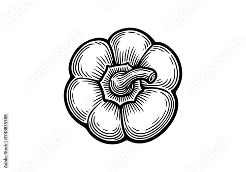 Bell pepper paprika hand drawn simple engraved vector illustration