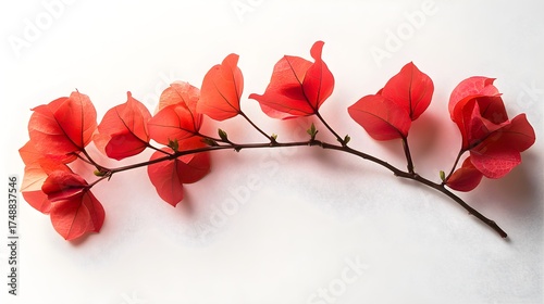 Bougainvillea branch with vibrant red flowers against a clean white background.
