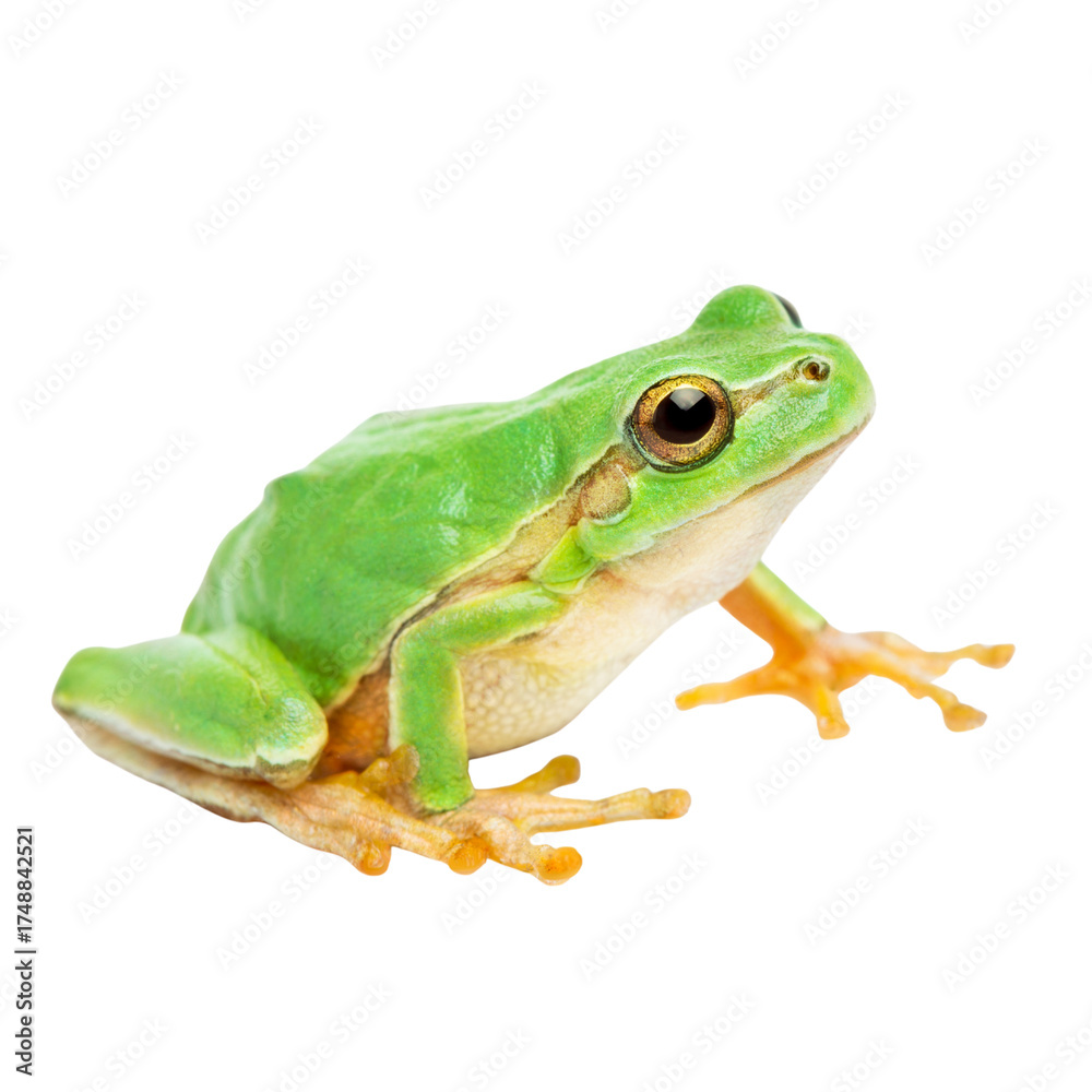 Naklejka premium Bright green tree frog with orange feet against a solid black background
